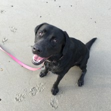 Maine Dog Friendly Beach