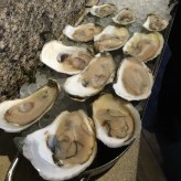 Oysters